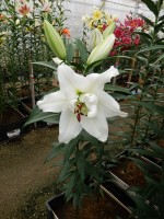 [5226 White Eyes VZ No02.JPG]